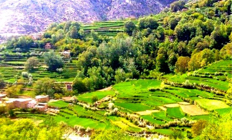 ادامه حملات جبهه مقاومت ملی بر گروه طالبان؛ ۵ جنگجوی گروه طالبان در کاپیسا کشته و زخمی شدند 1 DAWcnELXUAA1jji